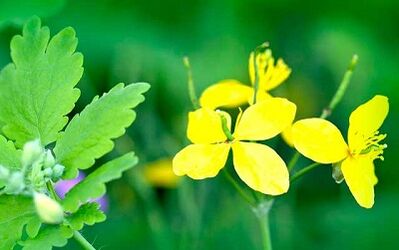 Uso de Celandine para remover verrugas