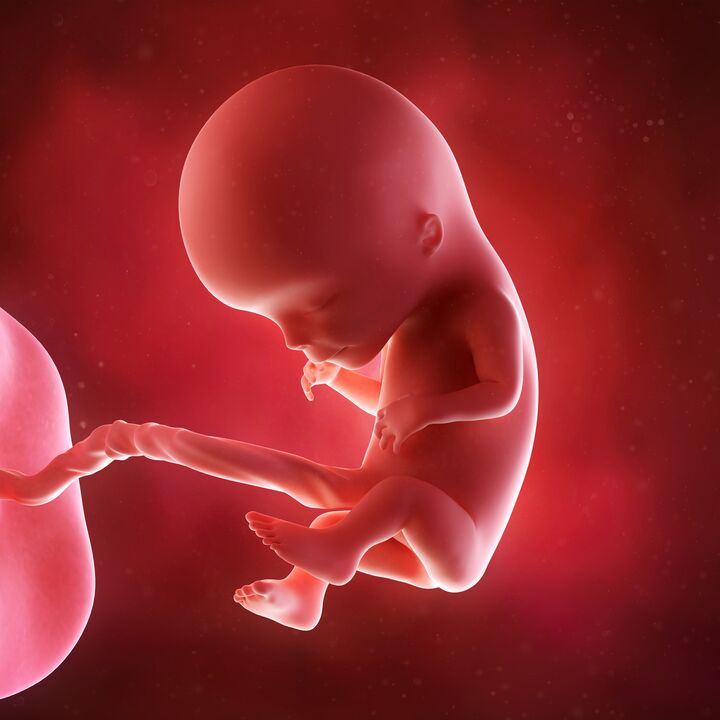 bebê no útero